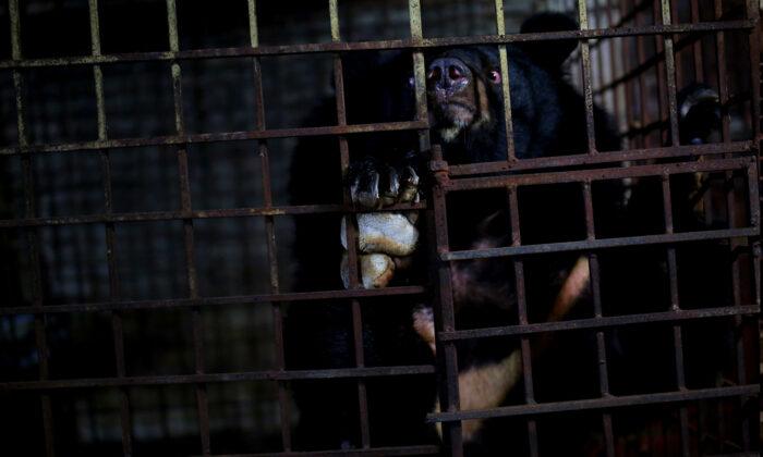 2 Caged Bears Locked in Dark Basement for 17 Years Rescued From Bile Farm in Vietnam