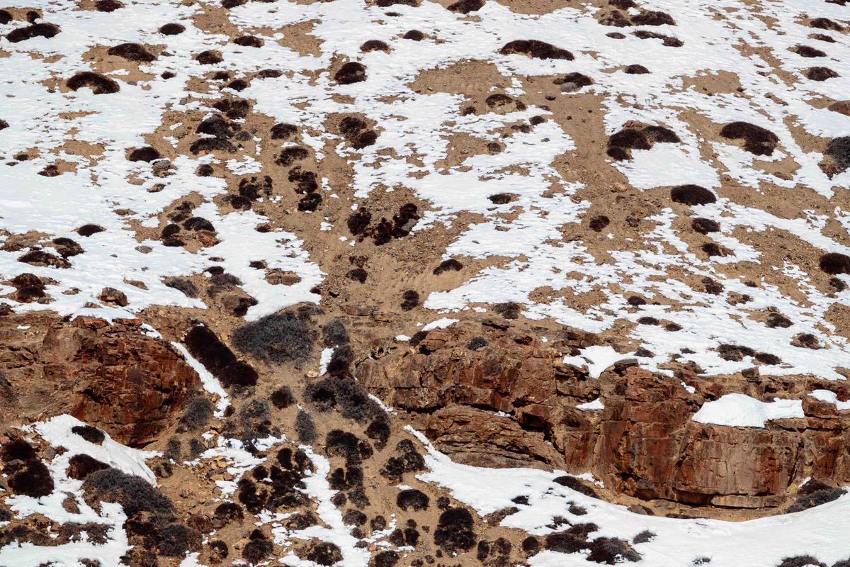 The national park is currently host of up to 30 snow leopards that roam freely amongst the snowy mountains. (Caters News)