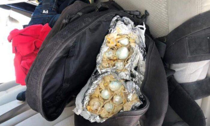 Border Patrol K-9 Sniffs Out $60,000 Worth of Fentanyl Inside Burritos
