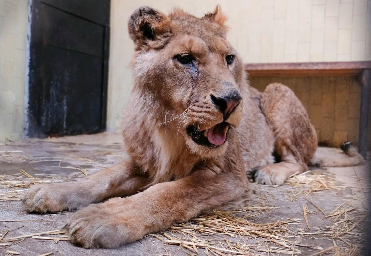 Rescued lion Ivan-Asen during his treatment and recovery. (Courtesy of Bogdan Baraghin/<a href="https://saddestbears.four-paws.us/">Four Paws</a>)