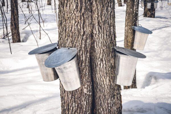 Sugarmakers capitalize on a maple's internal pressure by drilling holes in the tree, a process known as tapping, which allows the tree’s pressure to push the sap out of the tree and into a collection system. (Studio Light and Shade/shutterstock)