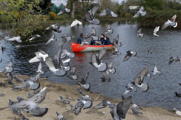 Pigeons fly as a family enjoy a boating lake in Finsbury Park as lockdown measures start to be relaxed in London, on April 2, 2021. (Kirsty Wigglesworth/AP Photo)