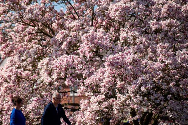 People walk by a blooming tree on a fine spring day in Stratford-upon-Avon, England, on April 4, 2021. (Jacob King/PA via AP)