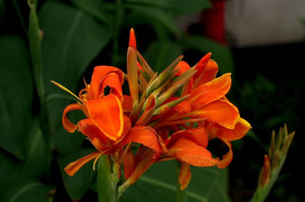 Cannas are an easy-to-grow perennial that attract hummingbirds and pollinating insects. (ArAfAt114/Shutterstock)