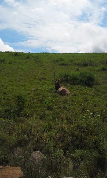 Elk enjoying a reclaimed surface coal mine in Martin County, Ky., on Aug. 20, 2015. (Chris Musgrave)