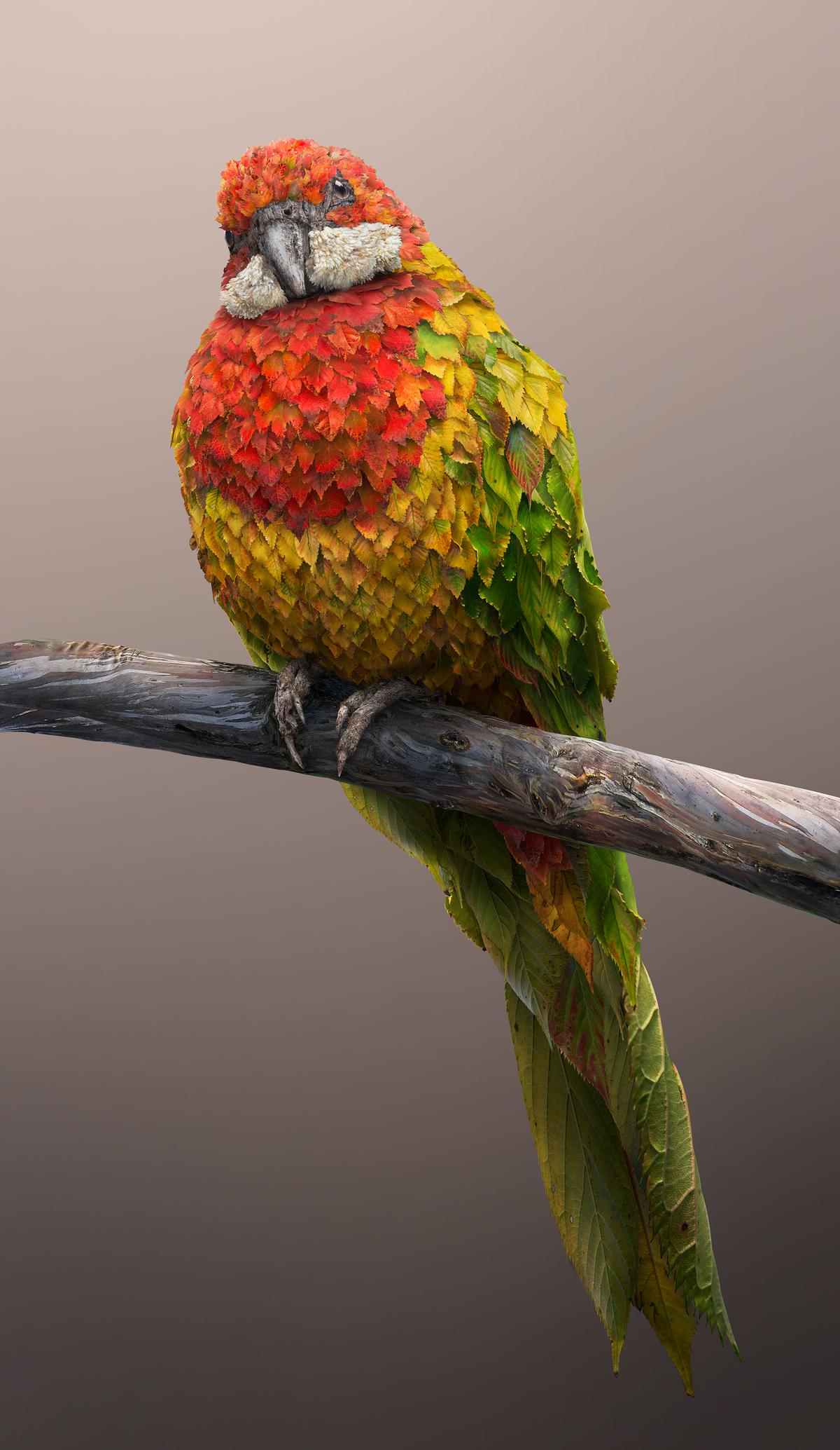 Eastern rosella is composed from different colored leaves. (Courtesy of <a href="https://www.instagram.com/joshdykgraaf/">Josh Dykgraaf</a>)