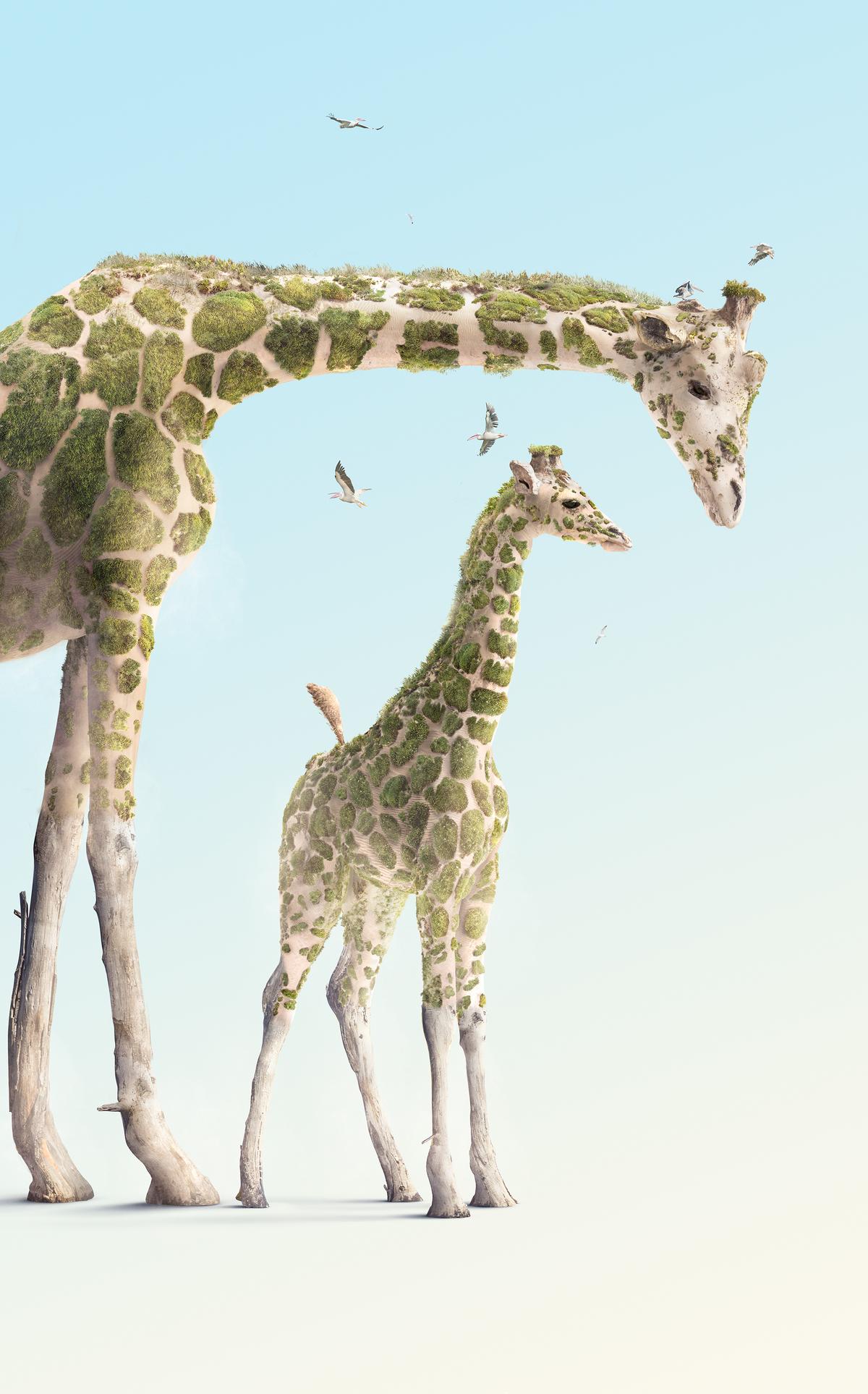 Beach photos are transformed by the artist into a mother giraffe and her calf. (Courtesy of <a href="https://www.instagram.com/joshdykgraaf/">Josh Dykgraaf</a>)
