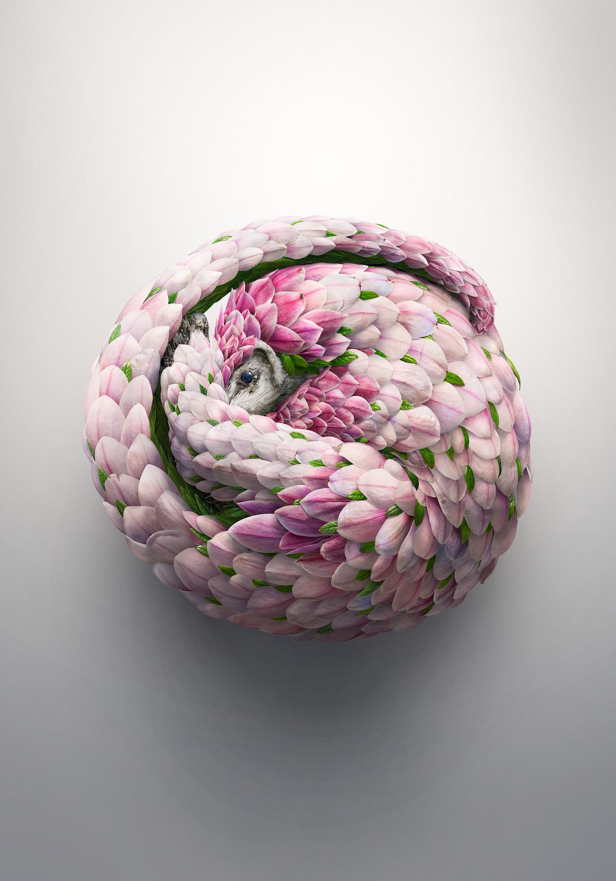 Magnolia flower petals are combined to resemble the scales of a pangolin. (Courtesy of <a href="https://www.instagram.com/joshdykgraaf/">Josh Dykgraaf</a>)