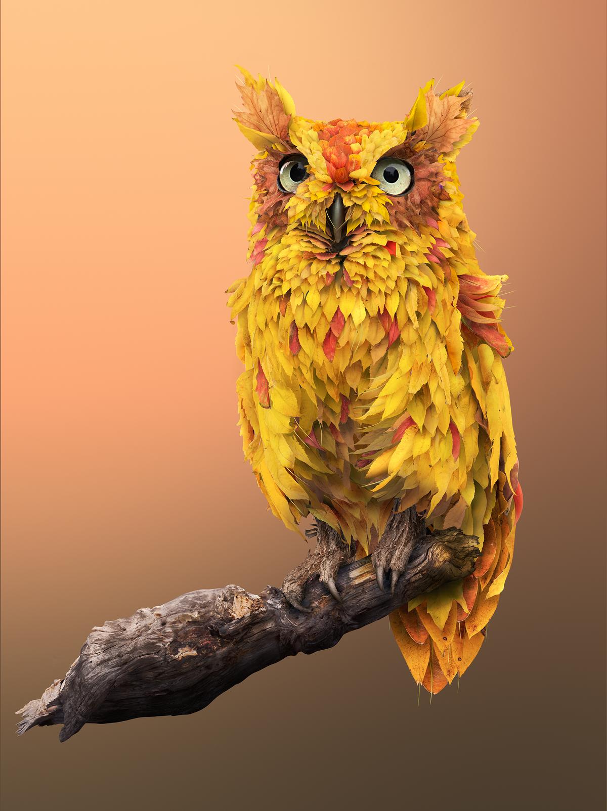 Yellowed leaves comprise this owl image. (Courtesy of <a href="https://www.instagram.com/joshdykgraaf/">Josh Dykgraaf</a>)