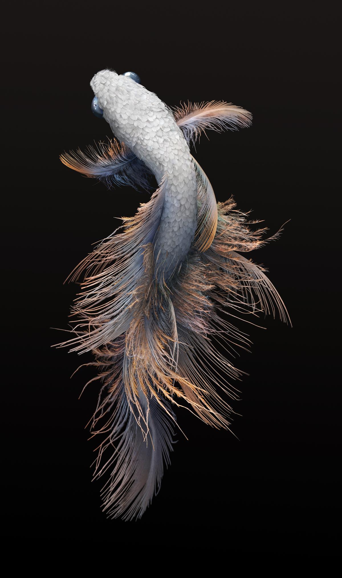 The scales of a fish are depicted using feathers, including some from a white peacock from the Yarra Valley Nocturnal Zoo. (Courtesy of <a href="https://www.instagram.com/joshdykgraaf/">Josh Dykgraaf</a>)