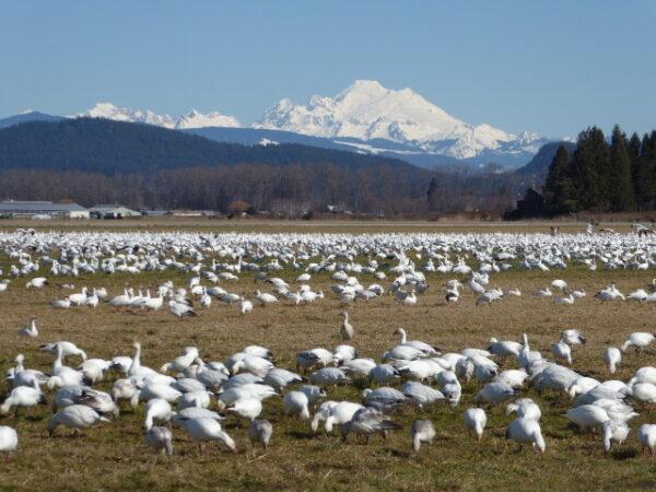 Snow geese with Mt. Baker in the background. (Photo courtesy of Stephanie Fernandez, Skagit Guided Adventures)