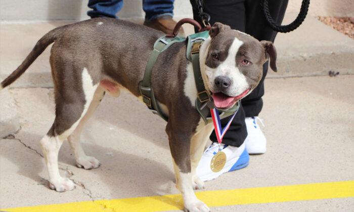 Former Stray Pit Bull Mix Receives Medal for Helping Save His Owner’s Life