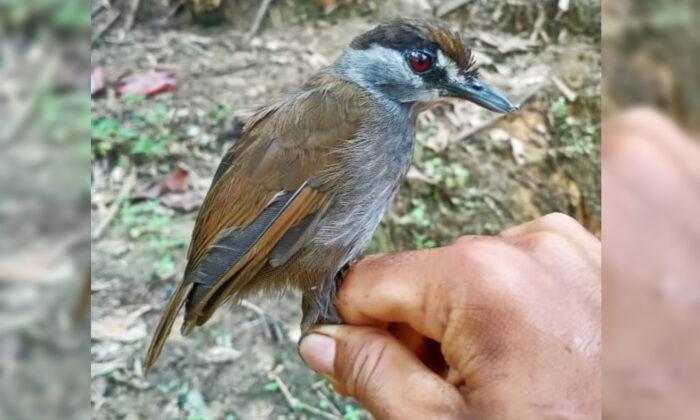 Long-Lost Bird Spotted in Indonesia for the First Time in 170 Years