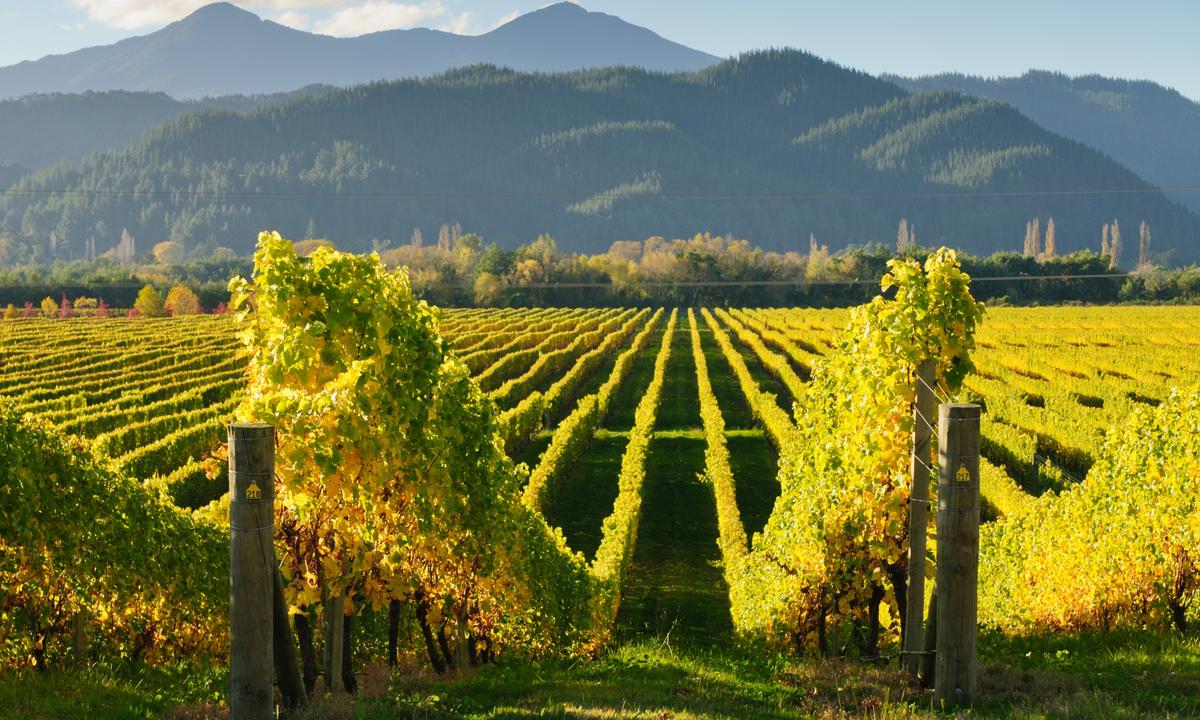 For those seeking the strongest example of herbal characteristics in sauvignon blanc, the best examples come from New Zealand's consistently cool and windy vineyards. (Jeffrey B. Banke/shutterstock)
