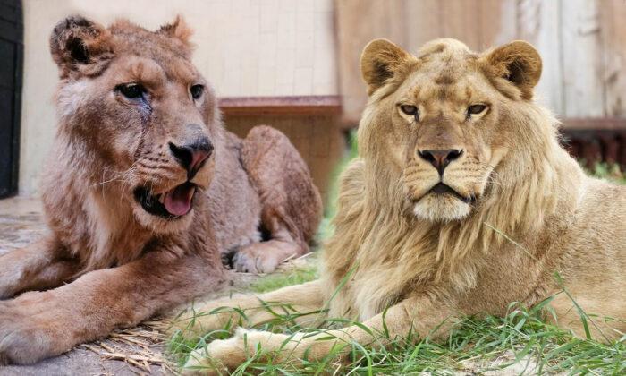 Near-Death Lion With Horrific Past Looks Like ‘True King’ 3 Years After Rescue: Video