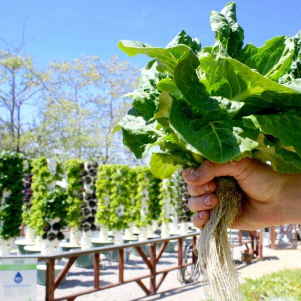 Aeroponics systems do not use soil, and can also boast efficient use of water. (jeff Perkins)