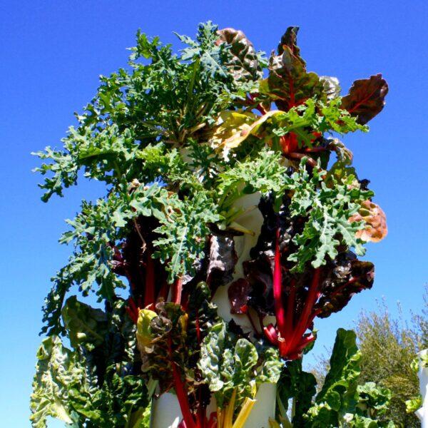 You can grow a variety of foods on the same vertical planter, providing more options for growing. (Jeff Perkins)
