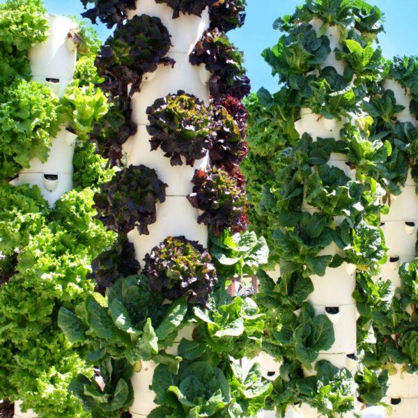Vertical aeroponic systems are versatile, scalable, suitable for crowded, city apartments or suburban settings. (Jeff Perkins)
