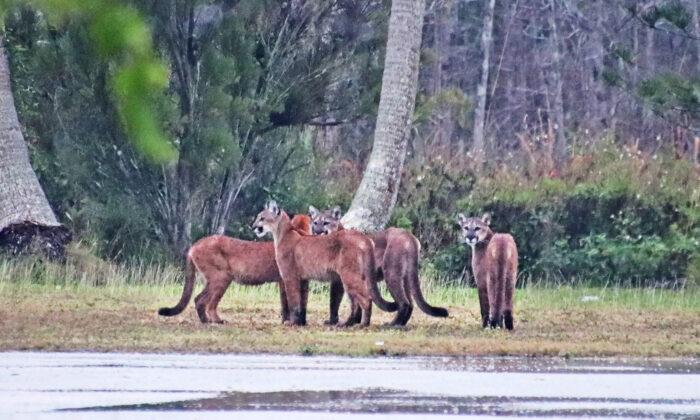 Photographer Was ‘Shaking From Excitement’ After Spotting 5 Elusive Florida Panthers in a Day