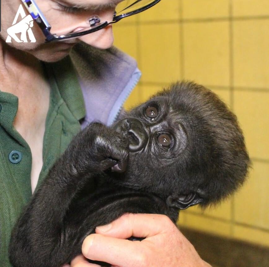 (Courtesy of <a href="http://www.aspinallfoundation.org/howletts">The Aspinall Foundation</a>)