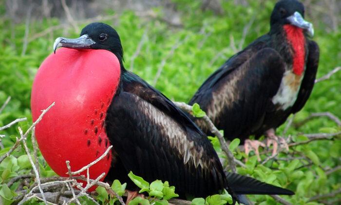 10 of the Weirdest-Looking, Most Oddly-Behaving Birds in the World