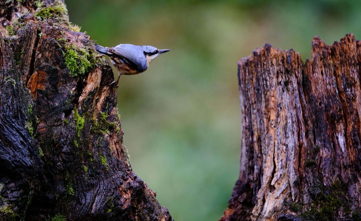 Another shot of the nuthatch seemingly about to launch and strike down some snorting Green Pigs. (Kennedy News and Media)