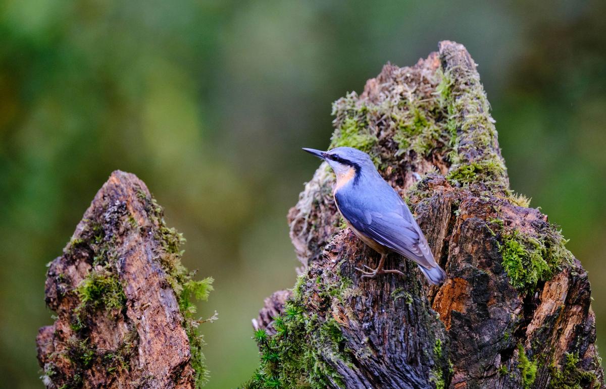 The nuthatch poses in a landscape not unlike the one from the "Angry Birds" video game. (Kennedy News and Media)
