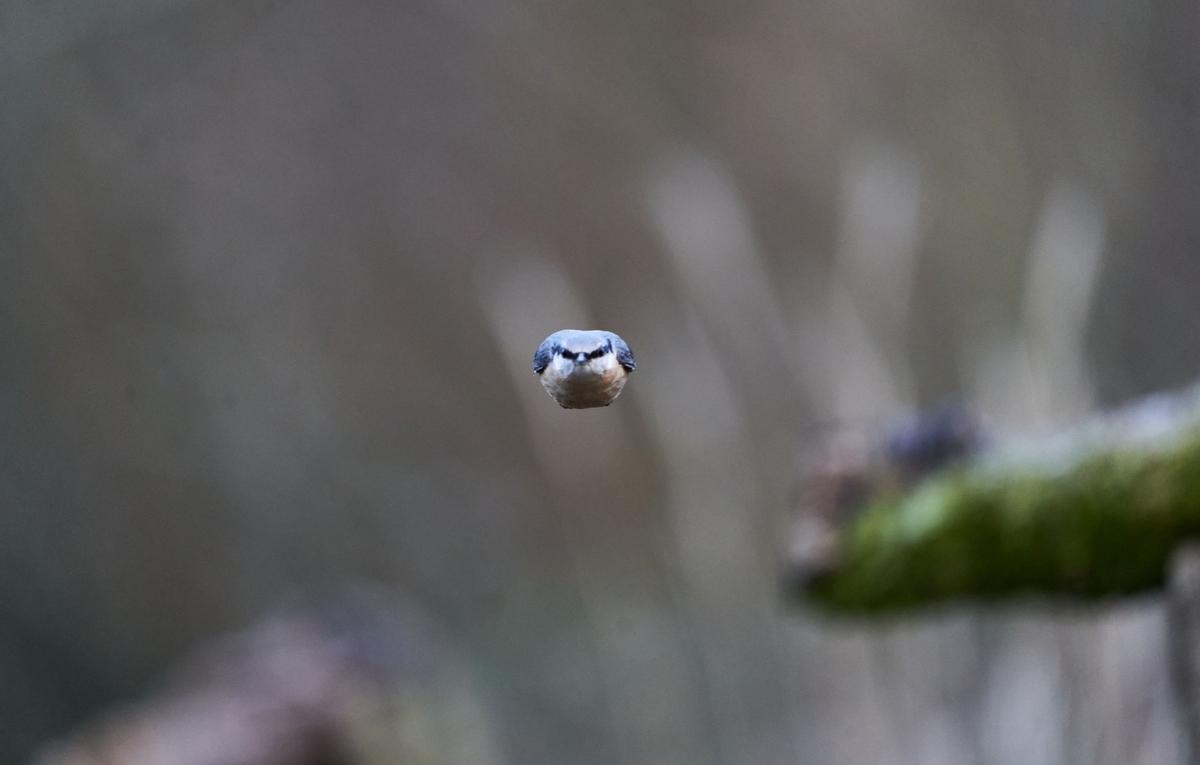 The photo Will Hall captured of a nuthatch that looked "like a little missile" as it flew directly toward the camera. (Kennedy News and Media)
