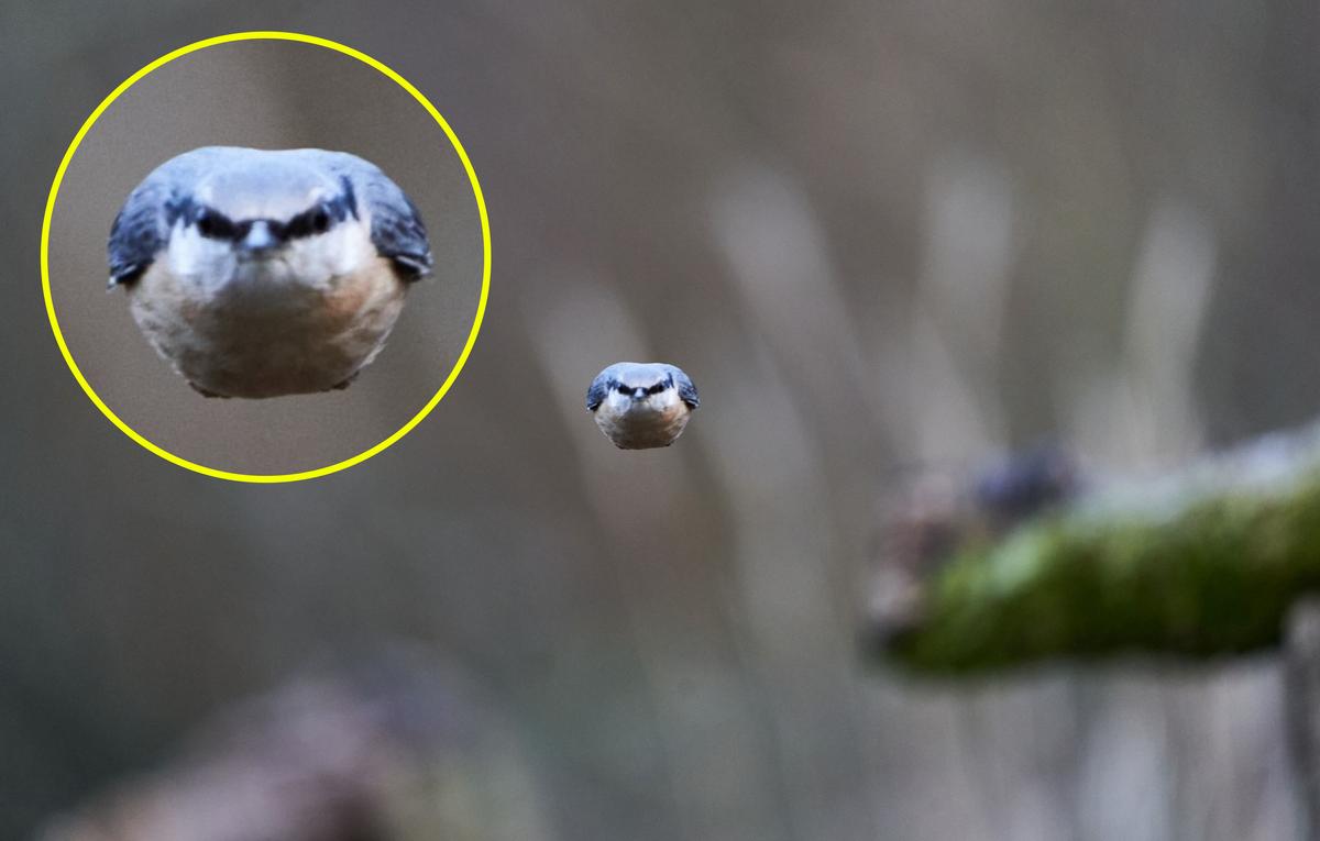 The photo Will Hall captured of a nuthatch channeling its inner "superhero" as it flew directly toward the camera. (Kennedy News and Media)