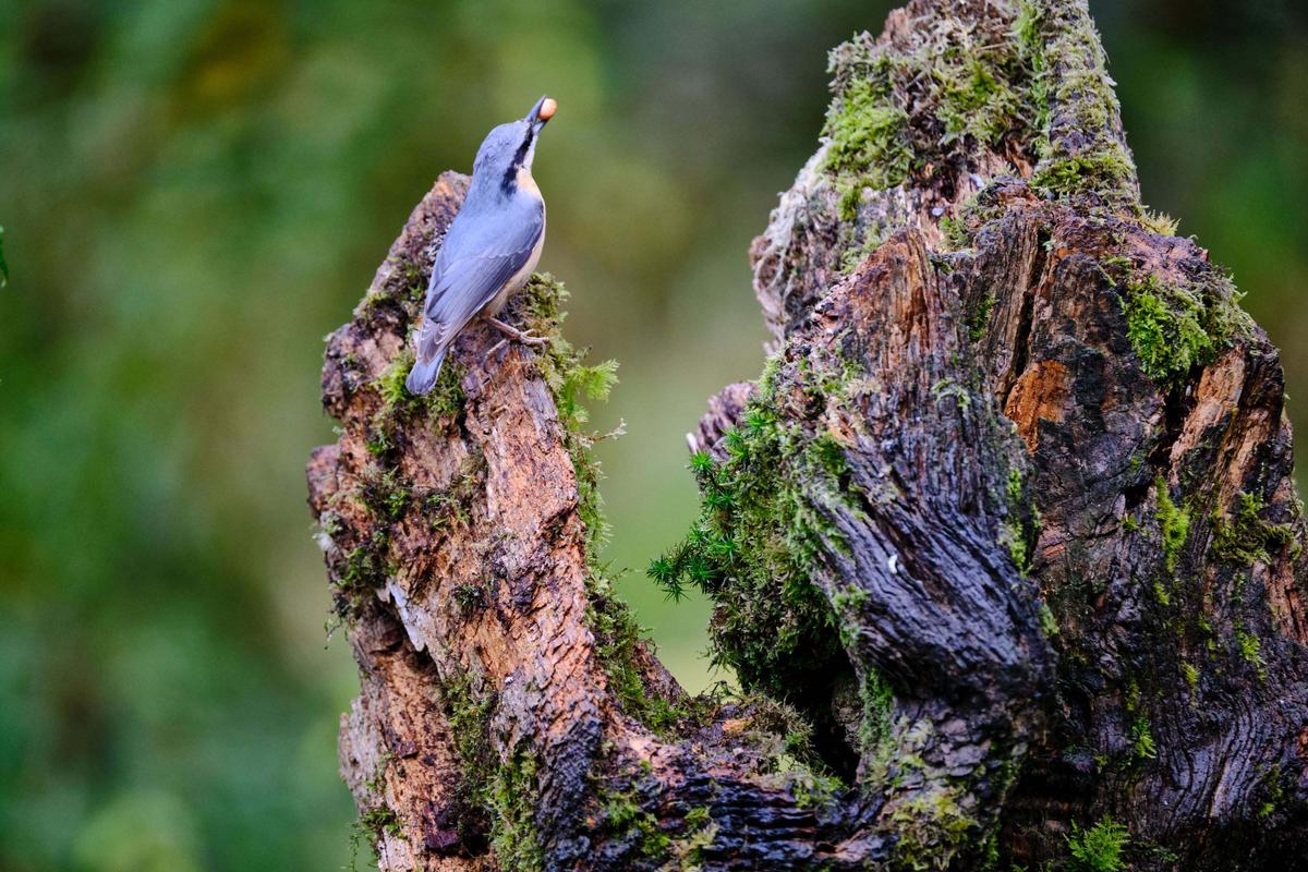 The nuthatch poses with an object in its beak (for blowing up Piggies?). (Kennedy News and Media)