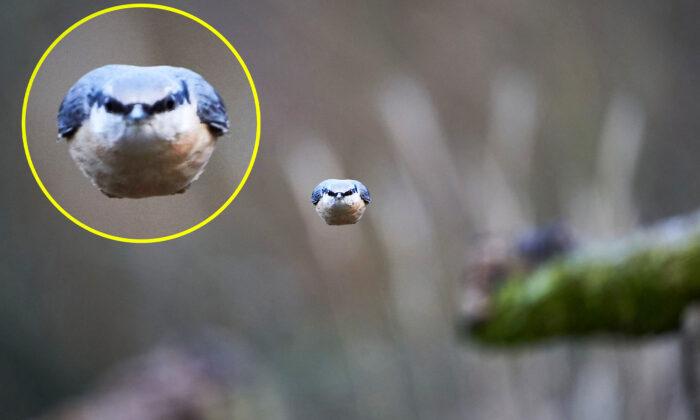 Photographer Snaps Real-Life ‘Angry Bird’ Hurtling Like a Bullet Toward the Camera