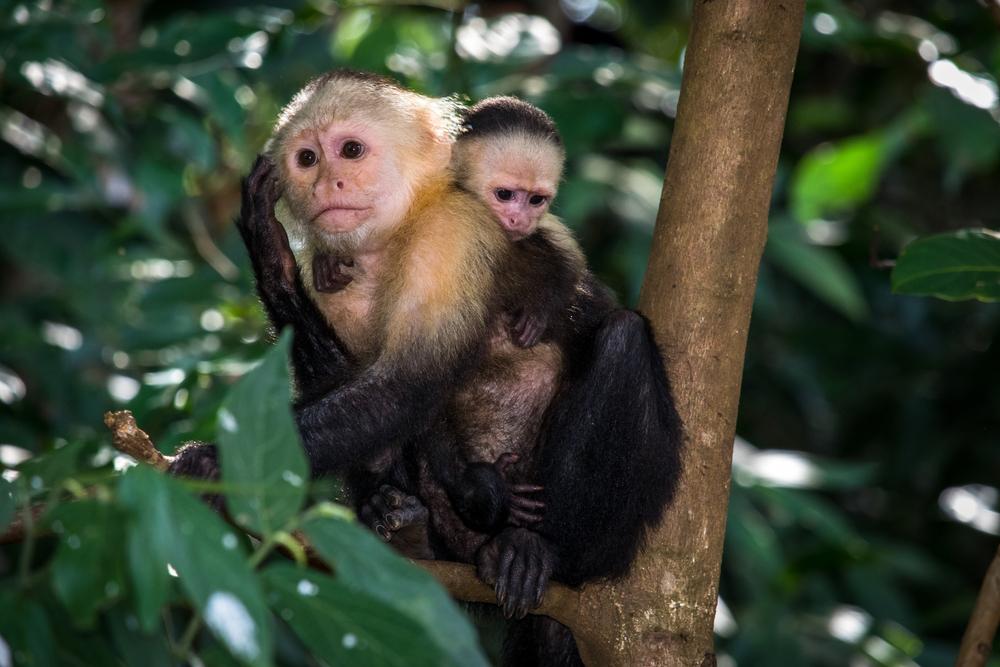 Monkeys in Coiba National Park. (Kristina Vackova/ Shutterstock)