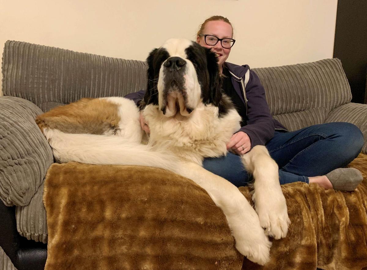 Huge hound Hercules chilling out on the sofa at home in Bristol with his owner Katie Bridge (Kennedy News and Media)