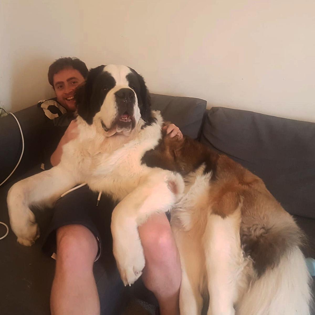 "Loveable" pooch Hercules enjoys a good cuddle with his owner Nick Bridge, but the 161 lb. hound is unaware of his enormous size. (Kennedy News and Media)