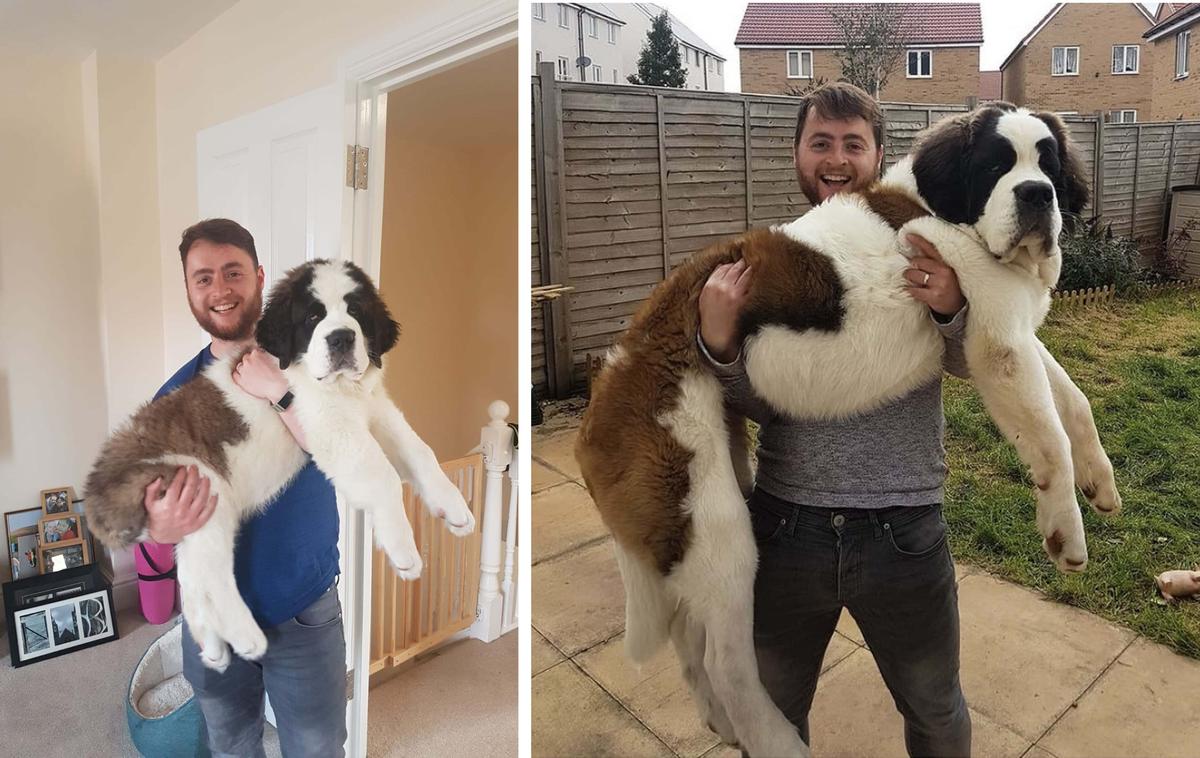 Nick bridge, 29, of Bristol, holding Saint Bernard Hercules when he was just 8 weeks old (L), already weighing 24 lb.; and his owner holding him again at 6 months (R), having grown considerably (Kennedy News and Media)