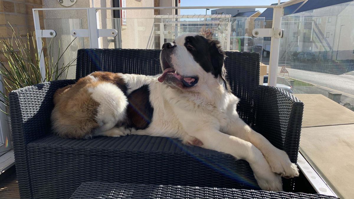 Two-year-old Saint Bernard Hercules taking up an entire patio sofa as he relaxes in the sun at home in Bristol (Kennedy News and Media)
