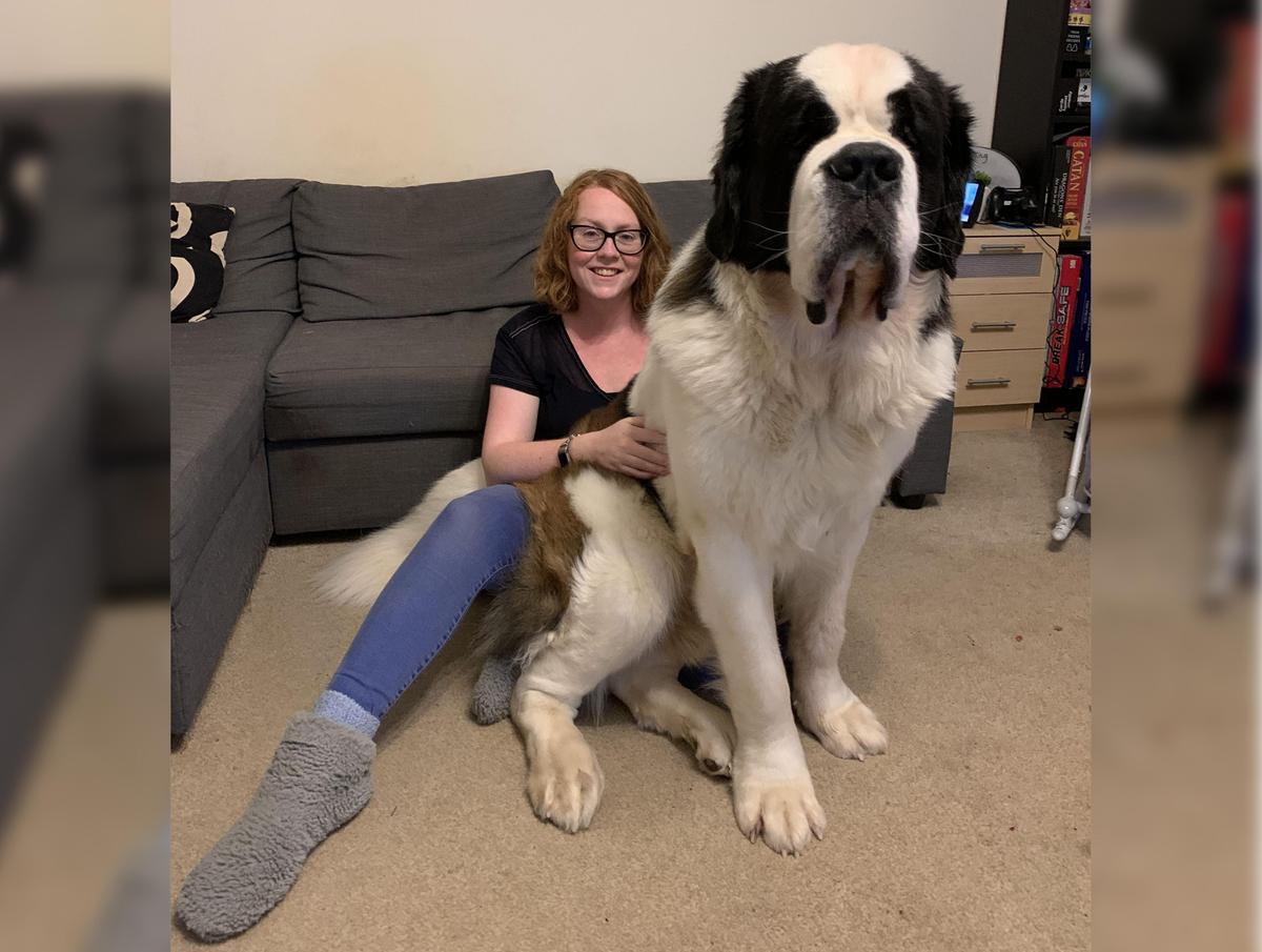 “Gentle giant” 161 lb. pooch Hercules who thinks he's a lapdog sitting on his owner Katie Bridge, 29, at their home in Bristol, UK (Kennedy News and Media)
