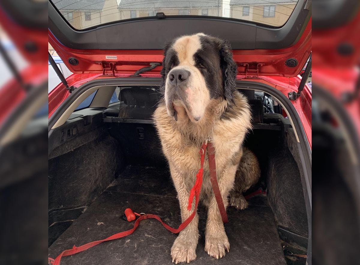 Saint Bernard Hercules covered in mud after a walk, taking up all the hatch space of his owners' Mazda6 which they bought especially to cater for his enormous size (Kennedy News and Media)