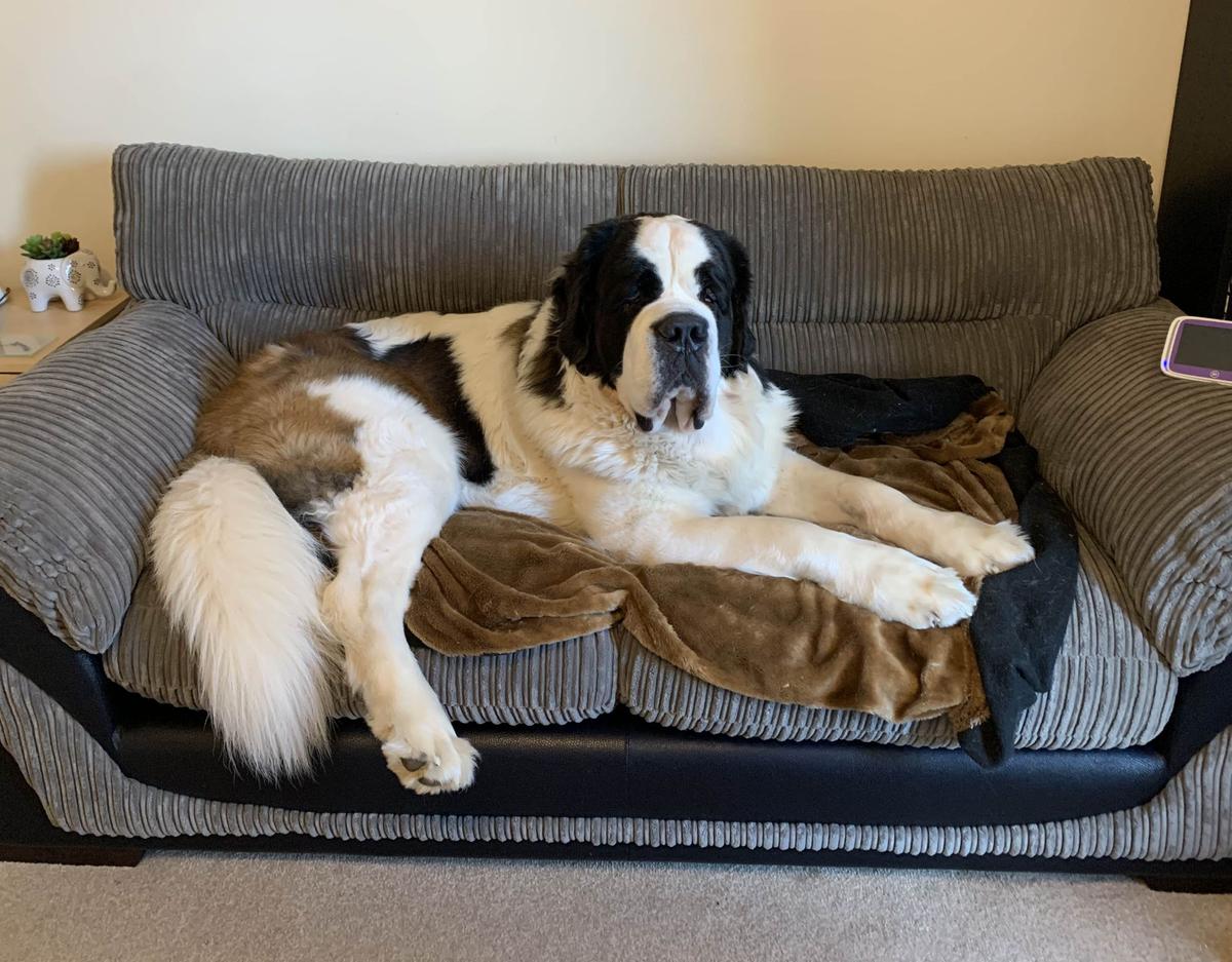 Saint Bernard Hercules can easily take up an entire sofa when lounging around at home in Bristol (Kennedy News and Media)