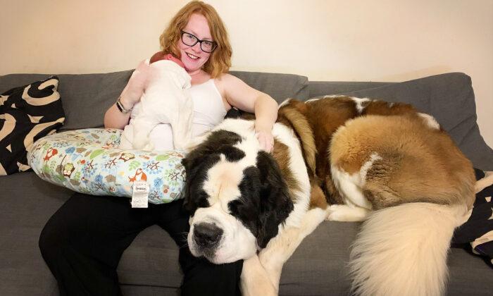 Massive 160lb Saint Bernard Named Hercules Thinks He’s a Lapdog and Squashes Owners’ Guests