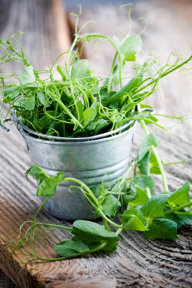 It’s definitely worth planting more peas than you think you’ll need, just to have a little crop of delicious pea shoots. (Kati Finell/Shutterstock)