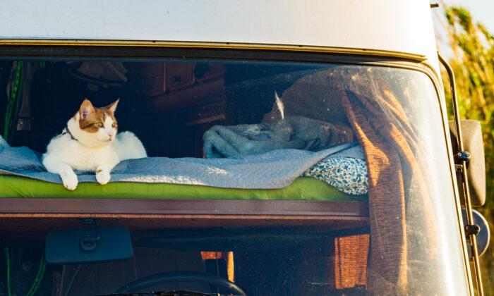 Ask the Vet: Protect Cats Traveling in a Motor Home