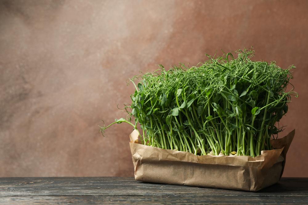 It’s never too late to plant pea shoots, whether in a garden or an indoor container. (AtlasStudio/Shutterstock)