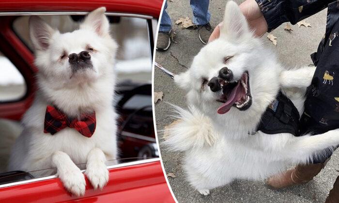 Blind Dog With Cleft Palate Appears to Have 2 Noses But It Doesn’t Stop Him From Smiling