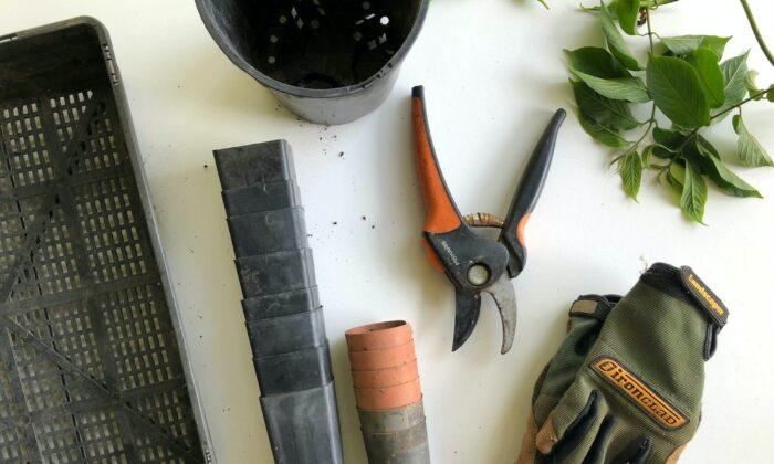 Five Essential Starter Gardening Tools for Beginners