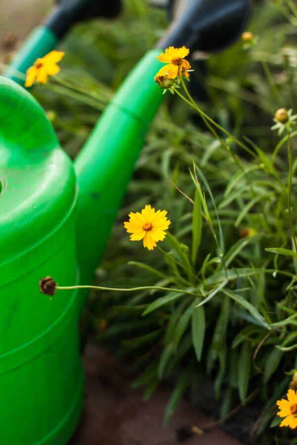 What symbol screams garden and gardening more than the watering can? Gardens large and small have them, for all kinds of uses. (Tetiana Shyshkina/Unsplash)