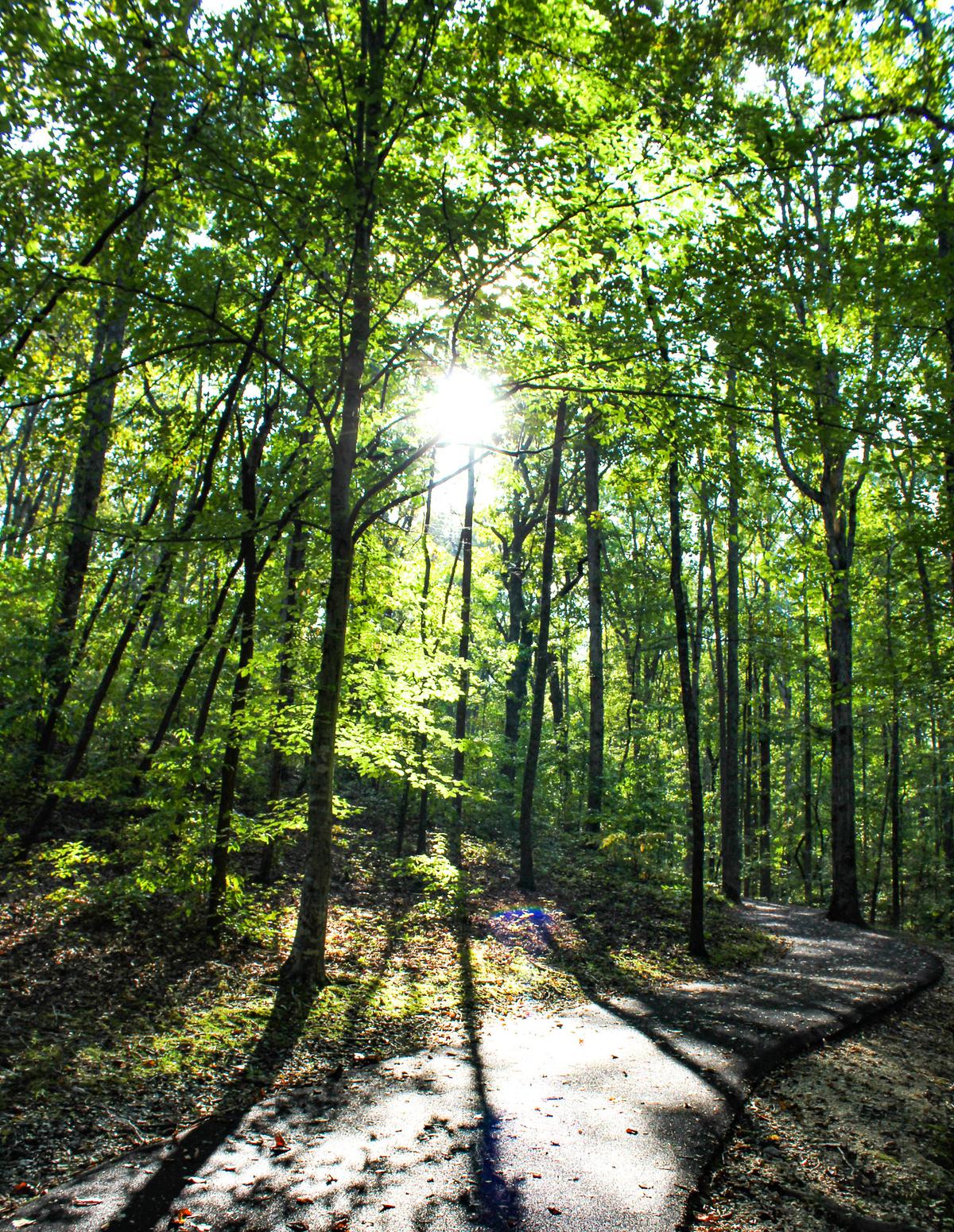 A paved trail through the woods at Kings Mountain National Military Park. (NPS/Victoria Stauffenberg)
