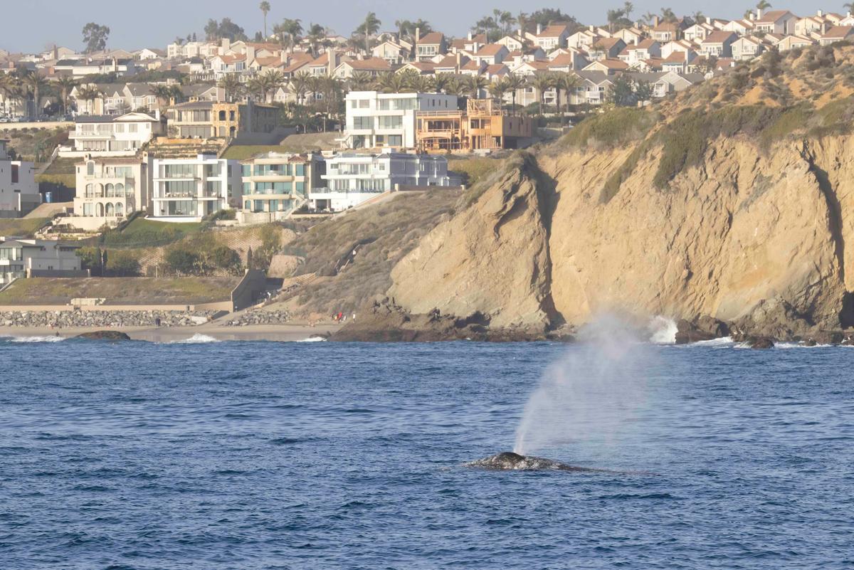 Dana Point Offers Visitors a Whale of an Attraction