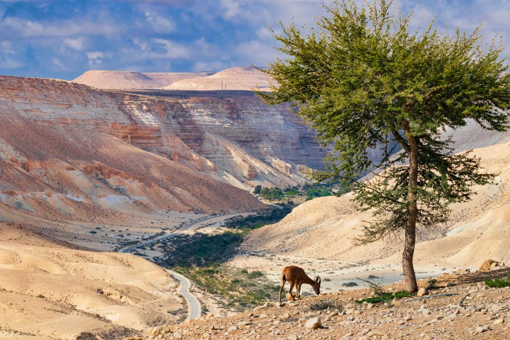 The Negev desert landscape. (Alexander Ingerman/Shutterstock)