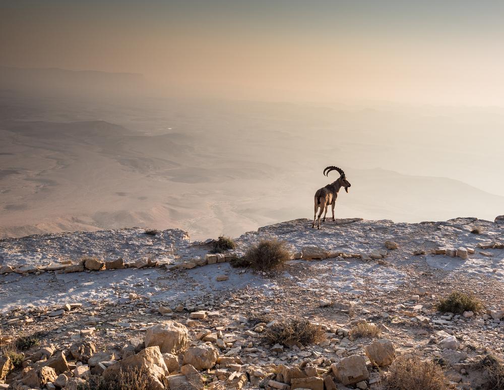 A fearless Ibex towers over the Ramon Crater (Makhtesh Ramon), in Israel's Negev desert, just after sunrise. (MoLarjung/Shutterstock)